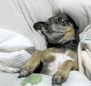 Photo of Henriette-URGENT