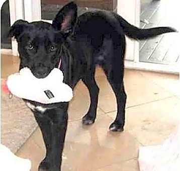 Photo of DOTTY-Help Needed