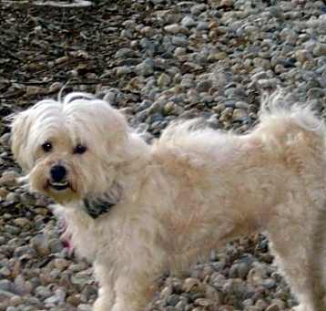 Photo of SAMANTHA-Help Needed