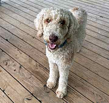 Photo of Maggie