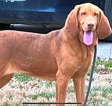 Photo of Sweetie