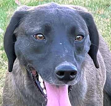 Photo of Willow