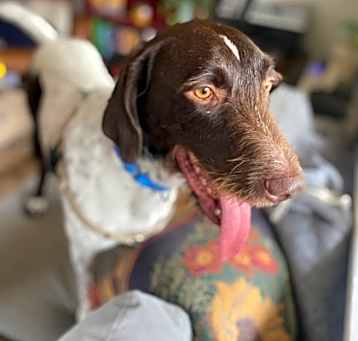 Photo of Buck