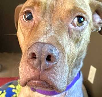 Photo of Stella