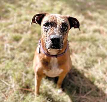 Photo of Cookie