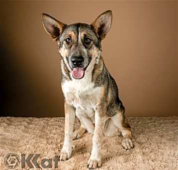 Photo of Nala