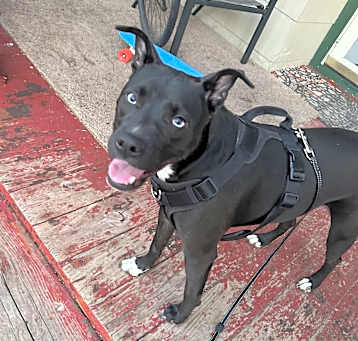 Photo of Sapphire 