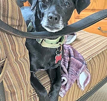 Photo of Bo