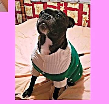 Photo of Millie