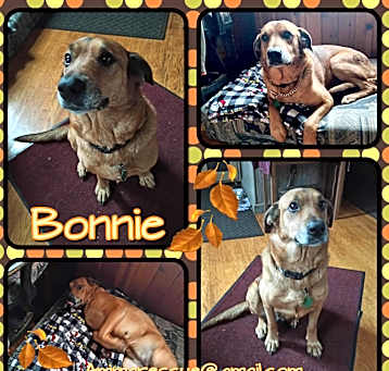 Photo of Bonnie