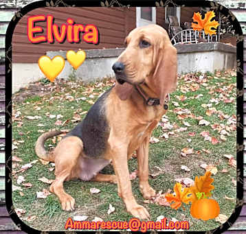 Photo of Elvira