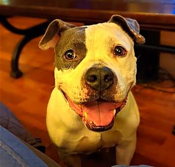 Photo of Layla