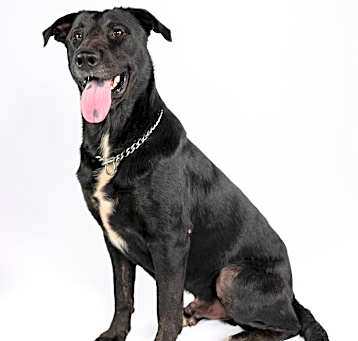 Photo of Sawyer