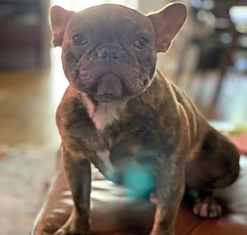 Photo of Chip