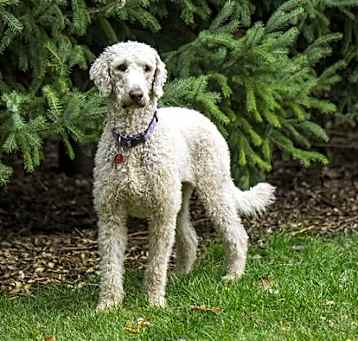 Photo of Tootsie D5863
