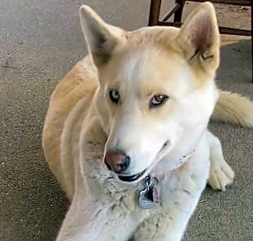 Photo of Nikko