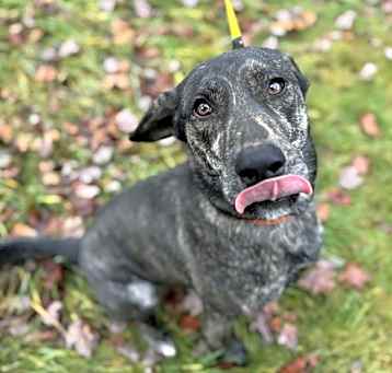 Photo of Canis