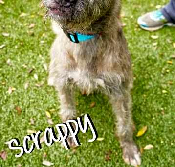 Photo of Scrappy