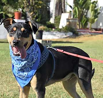 Photo of Riddick