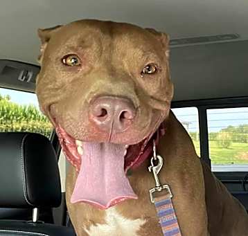 Photo of Sarge