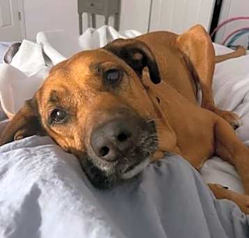 Photo of Tropi-Callie