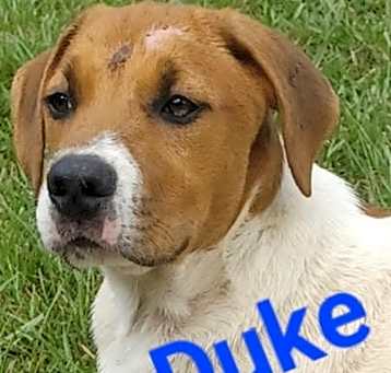 Photo of Duke (CL 2023)
