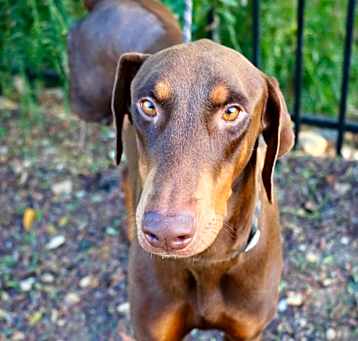 Photo of Tiago