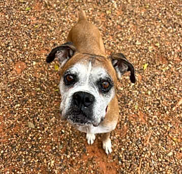 Photo of Mira