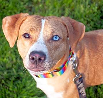 Photo of Blue