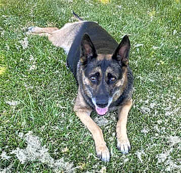 Photo of Charlie shepherd