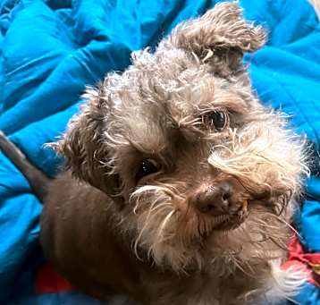 Photo of Champ