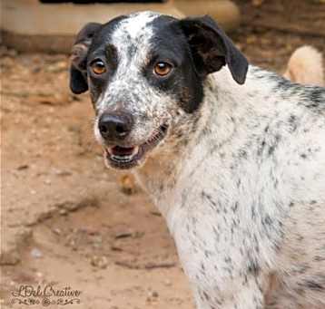 Photo of Bluebell