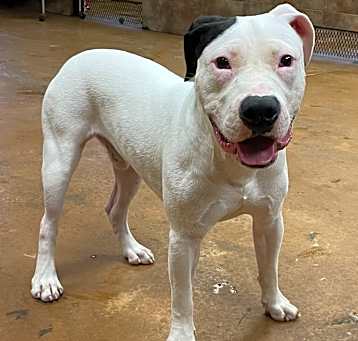 Photo of Milo