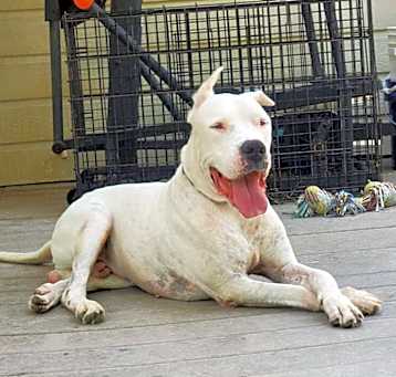 Photo of Bruno