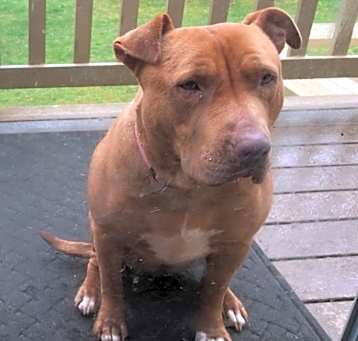 Photo of Nova – Awesome pup!