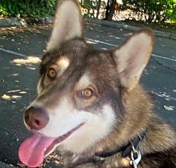 Photo of Winchester - Sweet Fellow!
