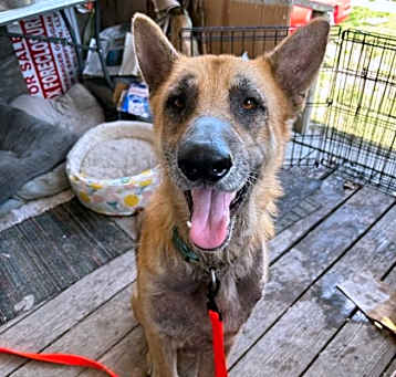 Photo of Ranger
