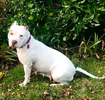 Photo of Cupcake –Great, sweet snuggler