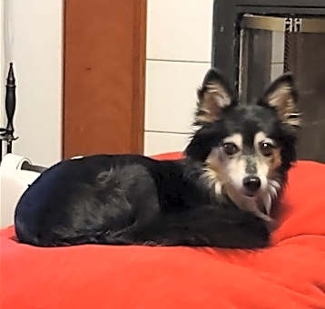 Photo of Percy in Toledo OH