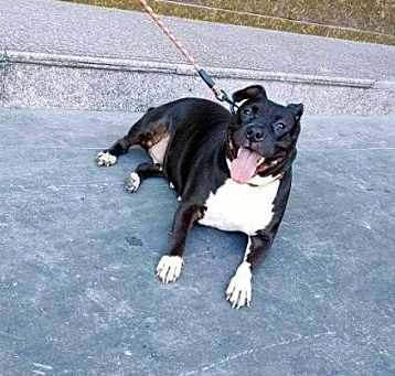 Photo of Tinker