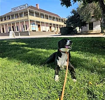 Photo of Chopper