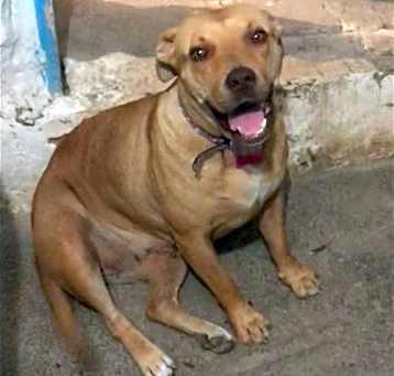Photo of Lola