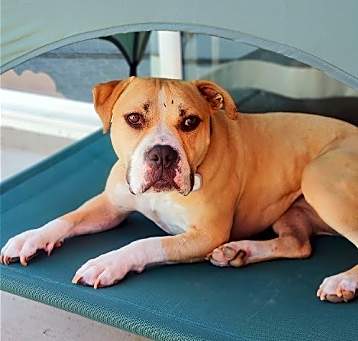 Photo of Honey