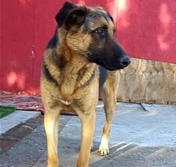 Photo of Axel