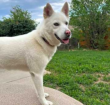 Photo of Aspen (Sampson)