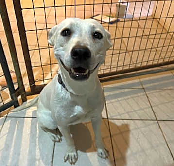 Photo of Ivory