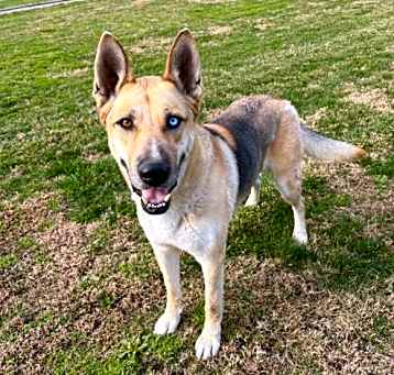 Photo of Maverick