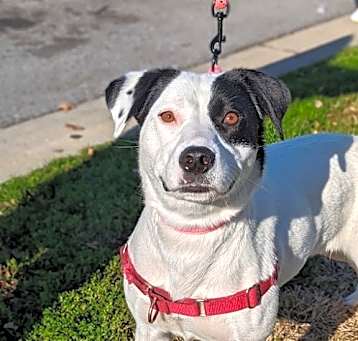 Photo of Gracie