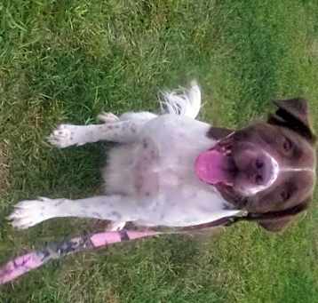 Photo of RUGER