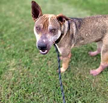 Photo of Trigg